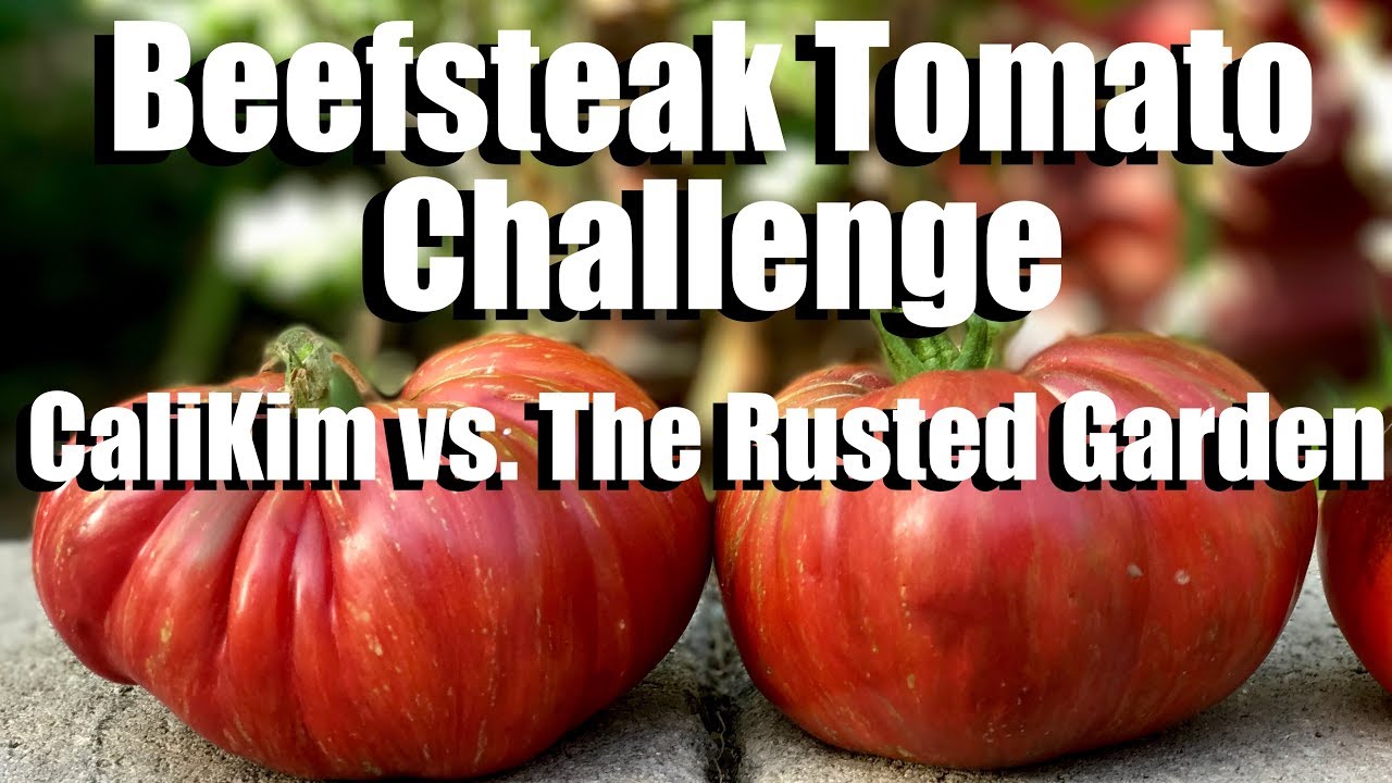 Beefsteak Tomato Challenge: Growing Large Tomatoes - Starting Seeds: CaliKim vs. The Rusted Garden