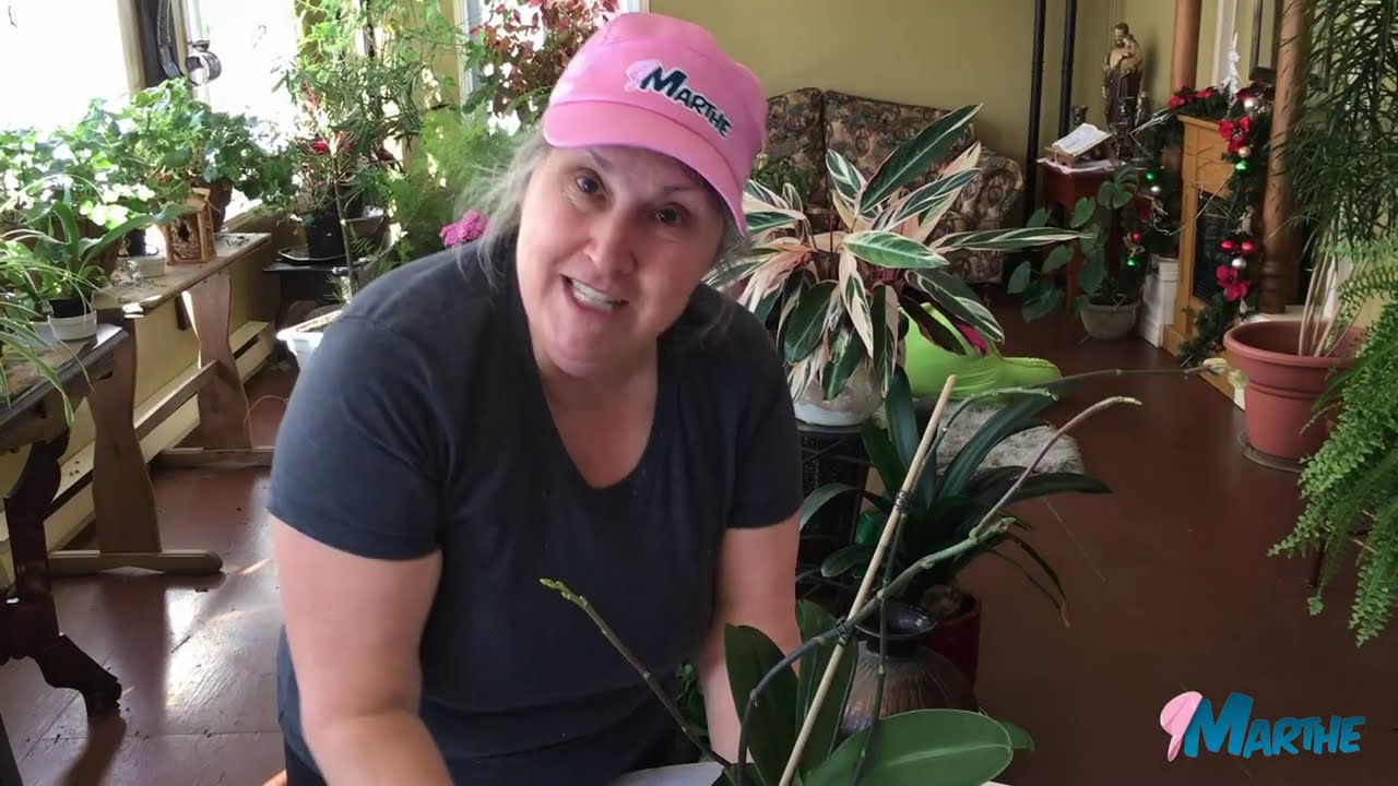 Comment prendre soin de son orchidée