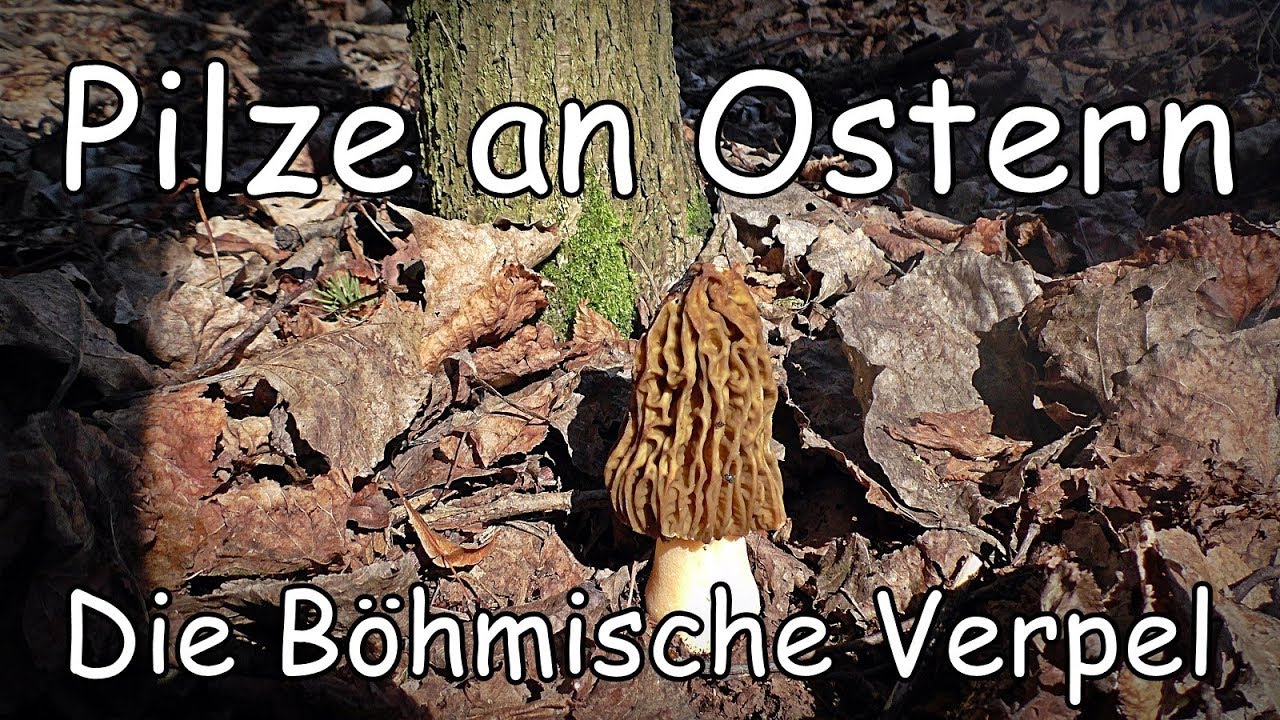 Pilze an Ostern   Die B&ouml;hmische Verpel