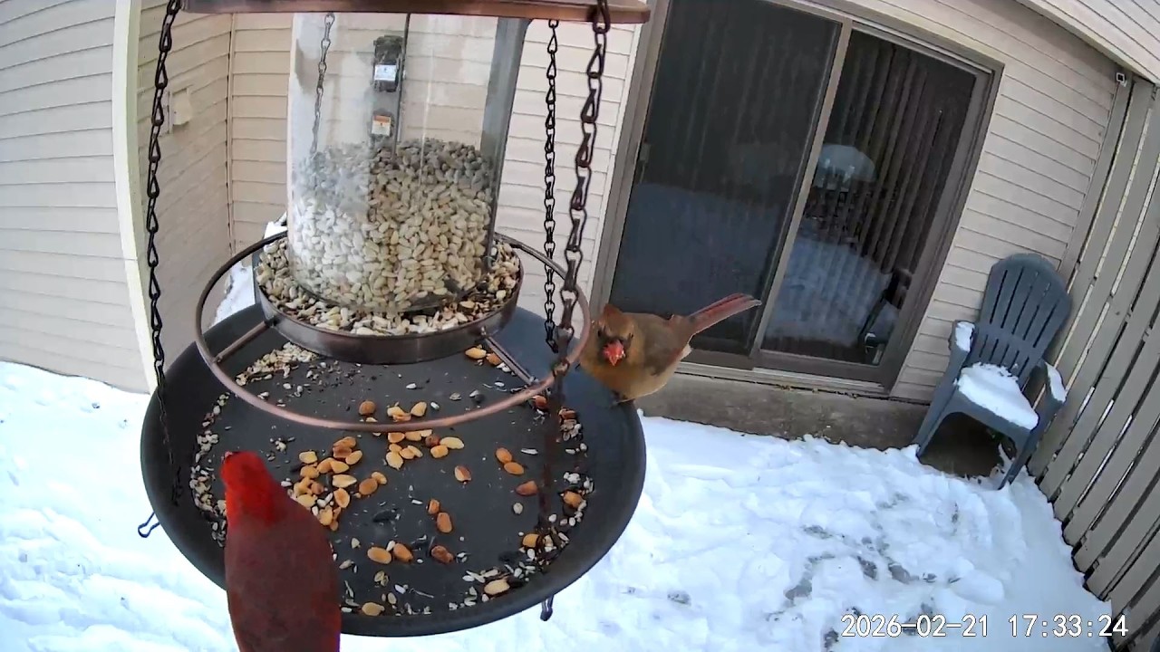 2026/02/21 - A healthy & happy Northern Cardinal couple closes down the feeder on a Saturday evening