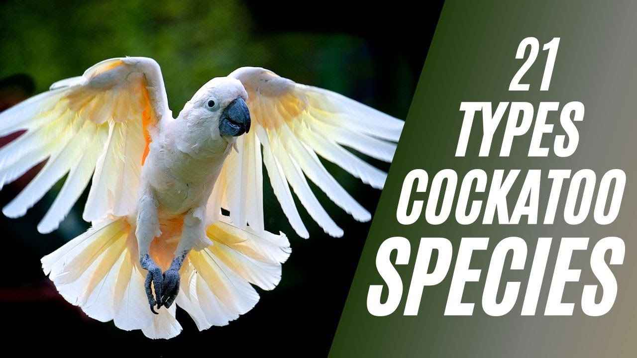 21 Types of Cockatoo Species & Colors | Uniquepetswiki