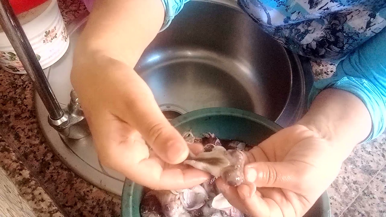 طريقة غسل الحبار_سيبيا_تشوبيتو