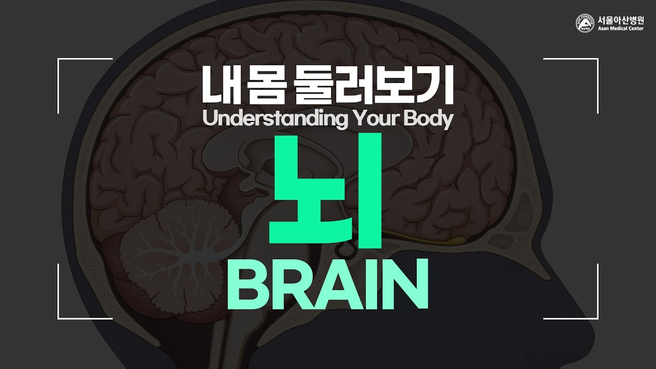 뇌 [내 몸 둘러보기]