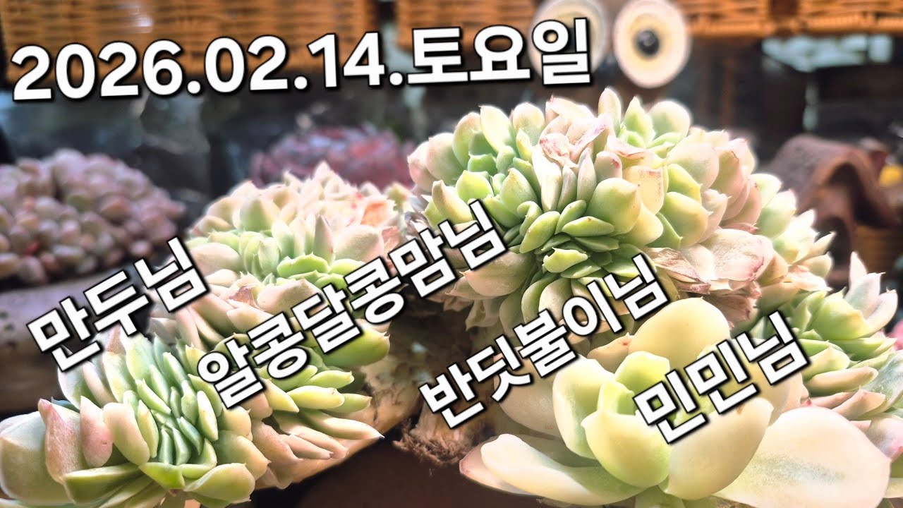 고양 구름다육 라이브 방송