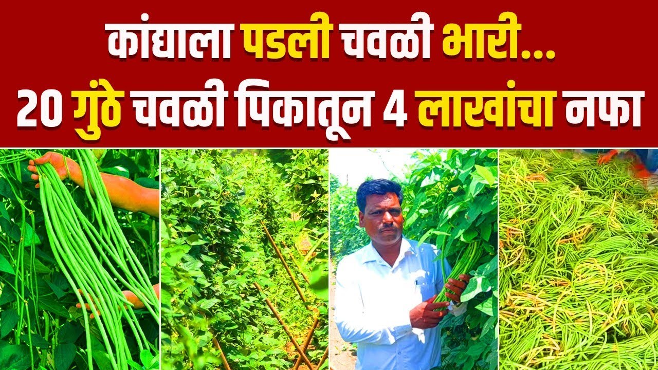 २० गुंठे चवळी पिकातून विक्रमी उत्पादन | Cowpea farming | Dhanjay Ajab #farming
