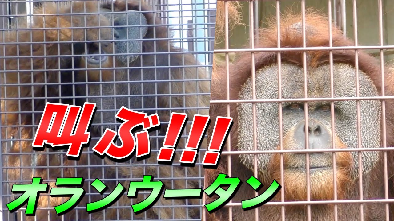 【衝撃】オランウータンの雄叫び〜ロングコールと呼ばれる強いオスの叫び声（動物の鳴き声）〜
