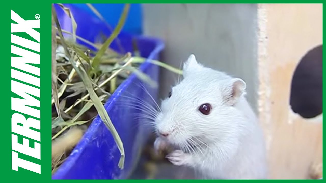 Residential Pest Control - What is the Financial Impact of Pests?