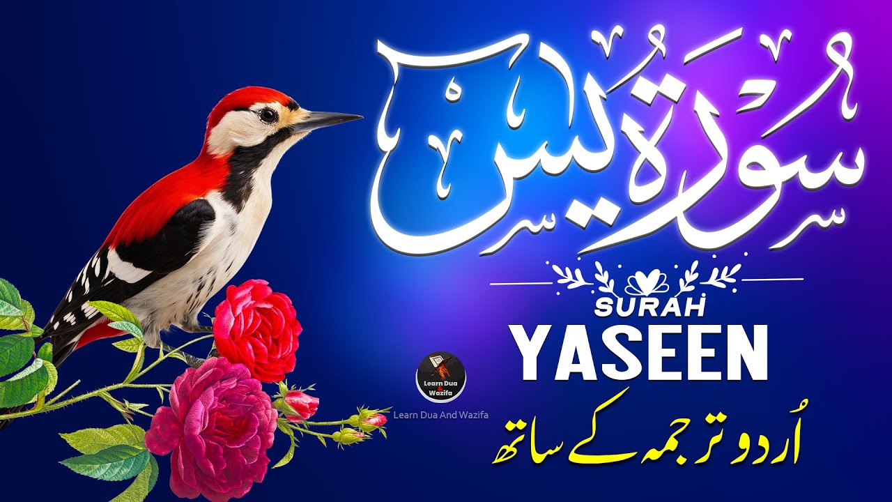 Surah Yasin سورة يس | Heart Touching Quran Recitation for Peace, Blessings & Forgiveness | Soothing