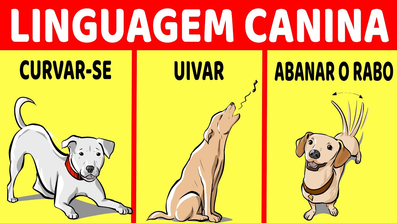 Como Entender Seu C&atilde;o