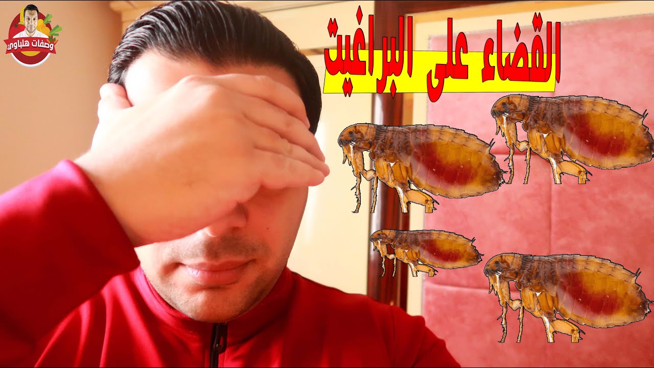 القضاء على البراغيت نهائيا في المنزل بالسائل الليموني بأبسط الطرق مهما كانت الأسباب