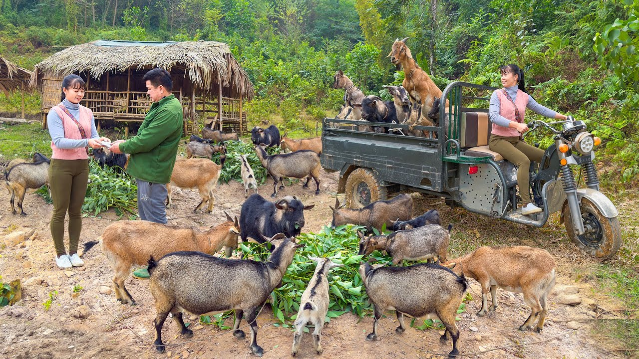 Buying Goats From Farmers and Use 3-Wheeled Truck To Transport Many Goats Go To Market Sell
