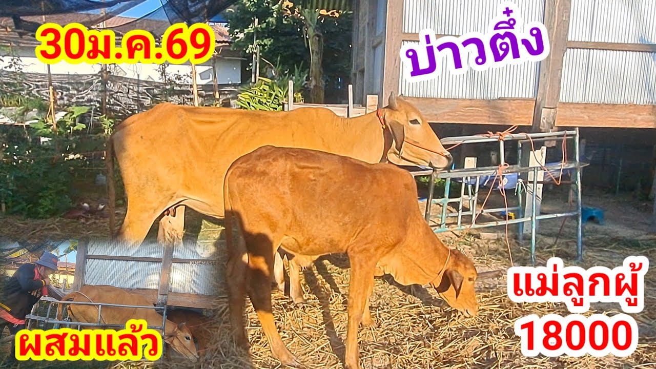 บ่าวตึ๋ง 080-188-5110 บ.นาหว้า อ.ปทุมราชวงศา จ.อำนาจเจริญ/30ม.ค.69