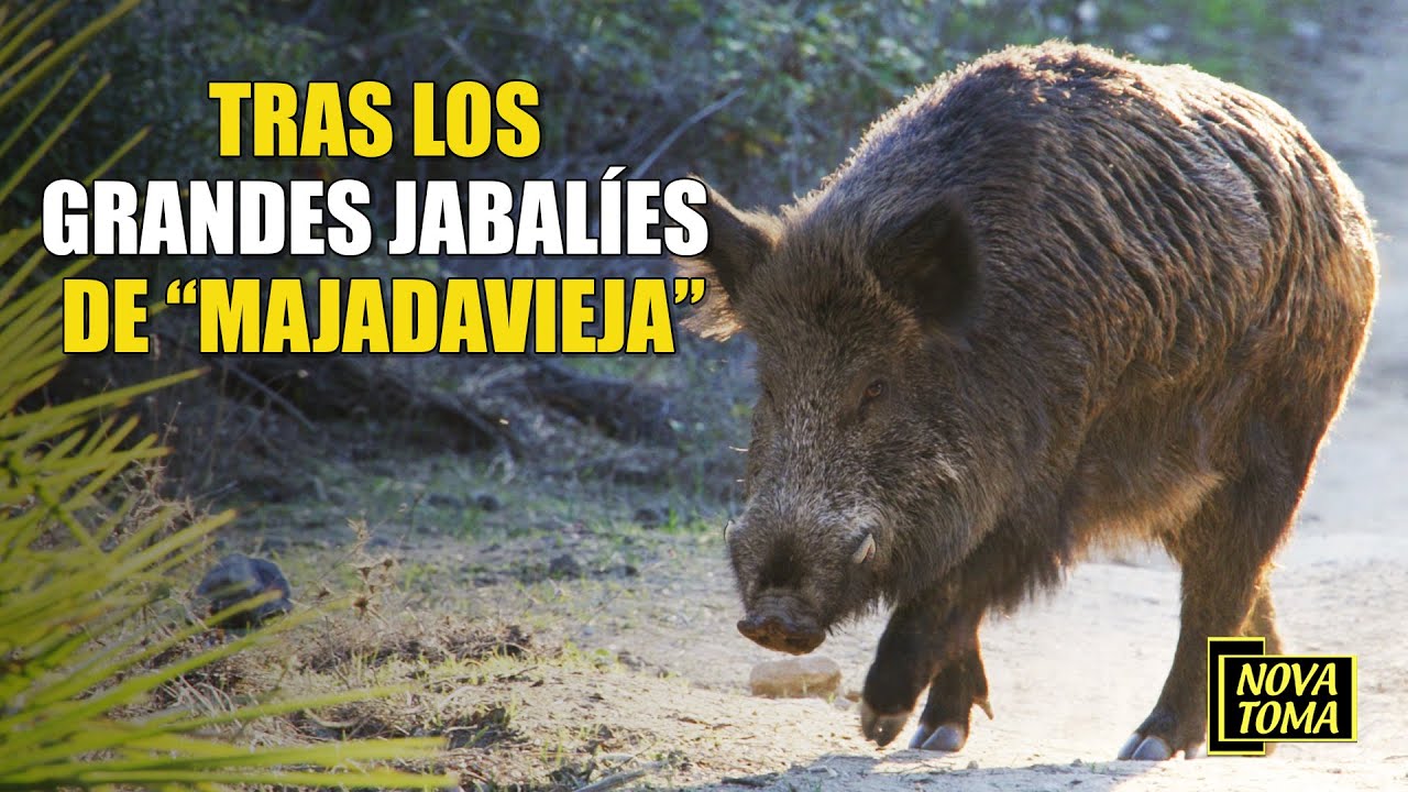 MONTERÍA TRAS LOS  GRANDES JABALÍES DE "MAJADAVIEJA"