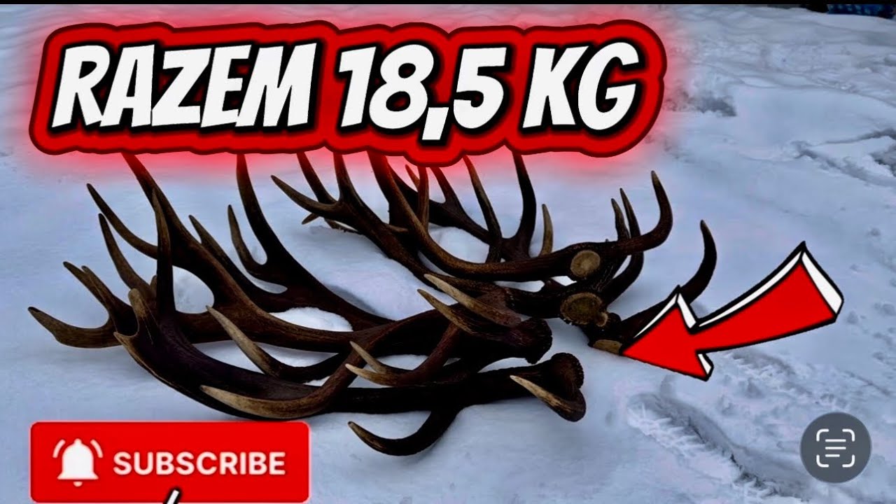 Poroże , Zrzuty o łącznej WADZE 18,5 kg part 1 2026 #zrzuty #poroże 