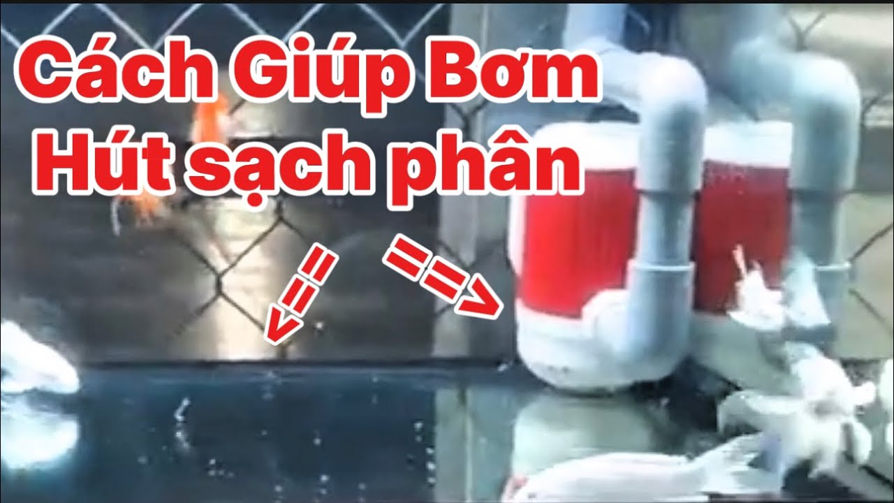 Cách Giúp Bơm Hút Sạch Phân Hồ Cá - Cach Chỉnh Luồn Hiệu Quả Giúp Sạch Phân.Hồ E Lây Tây Ninh.