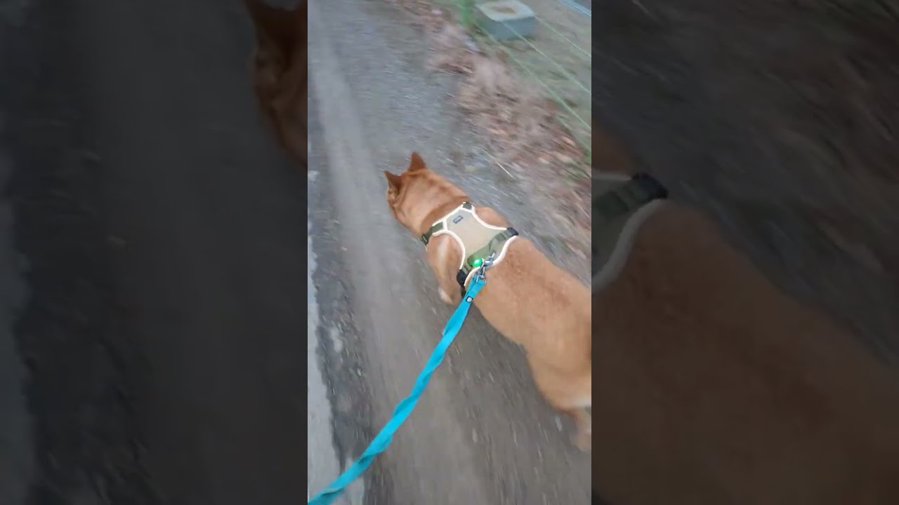 20260226 저녁 산책 0 Evening walk - 따야 Ddaya🥰 #왕크왕귀 #진도믹스 #황구 #시고르자브 #댕댕이 #힐링 #위로 #펫로스 #7080 #무반주노래