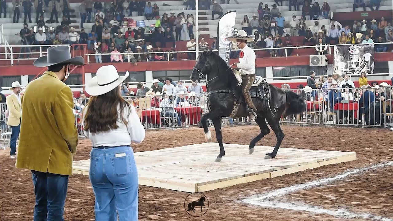 🏆 CABALLOS IBEROS BAILADORES ⭐