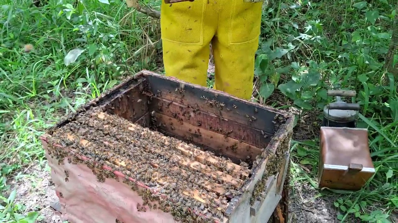 Fui no apiario pra fazer manutenção,  larva num enxame sem rainha