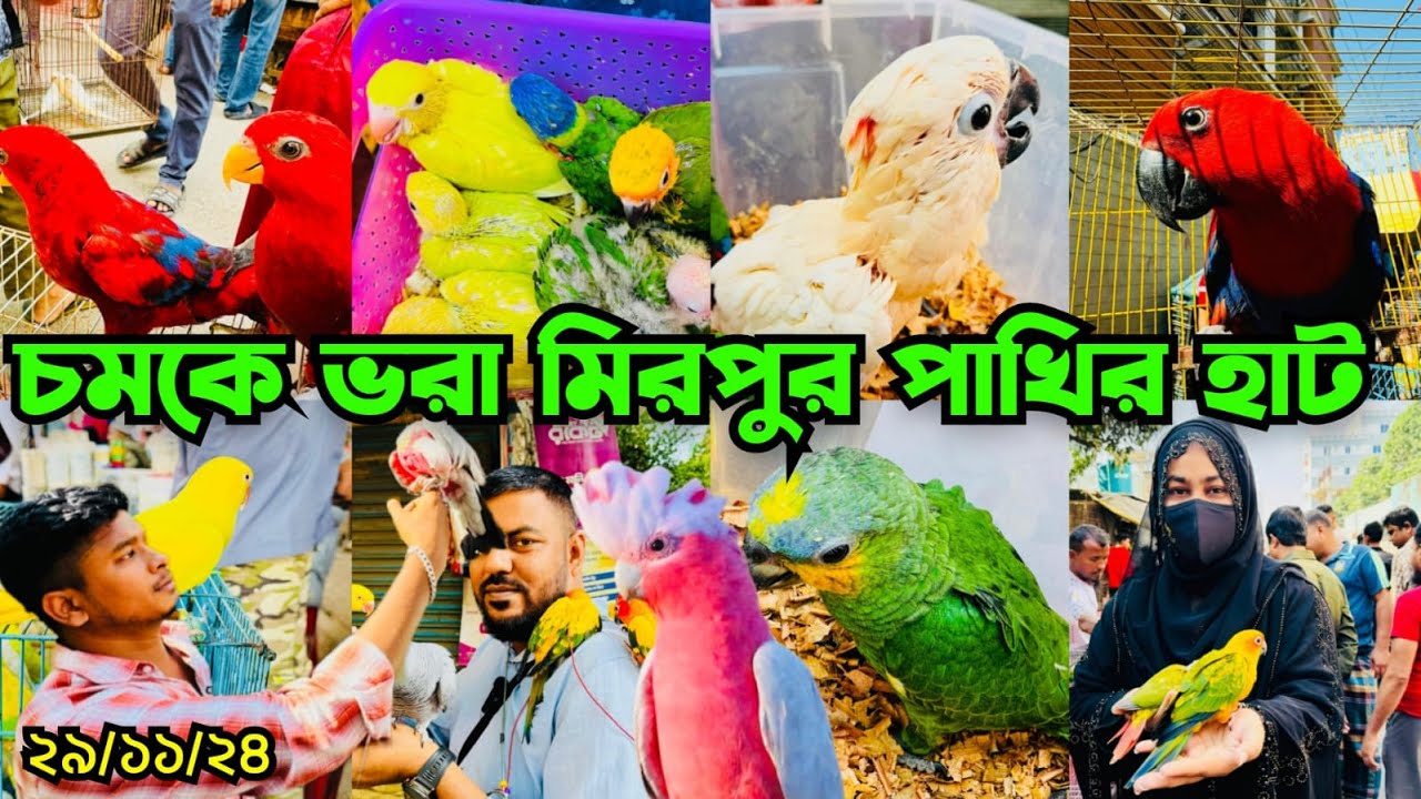 চমক আর চমক | মিরপুর ১ পাখির হাট | Mirpur 1 Pakhir Hat | ছোট বড় সকল পাখি পাচ্ছেন #viralvideo