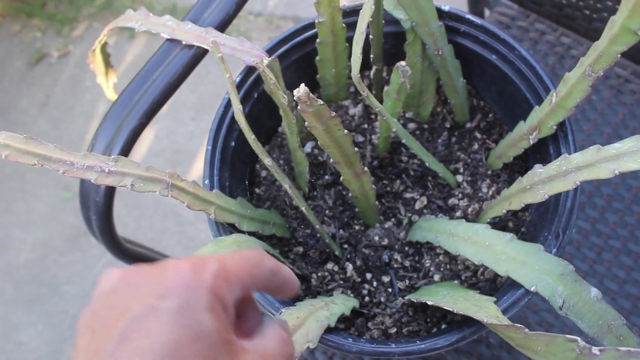 How to Propagate or Root Epiphyllum from Cutting | Orchid Cactus