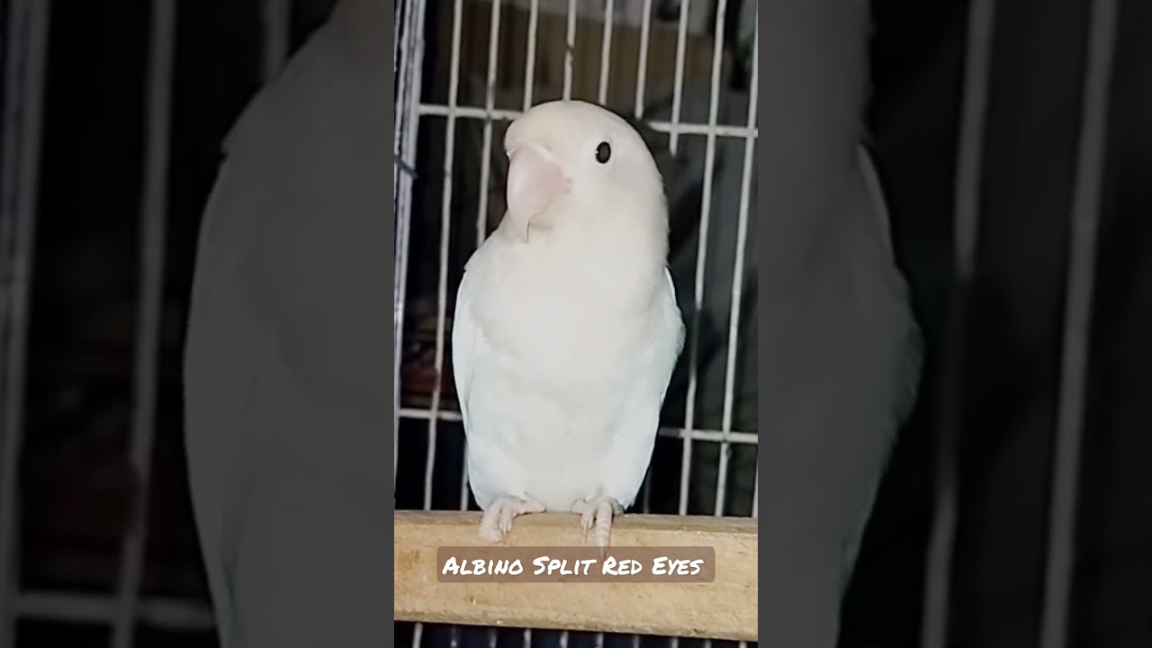 Albino Split Red Eyes Lovebird #bird #parrot #animal #albino #lovebird #viral #feeding #youtube