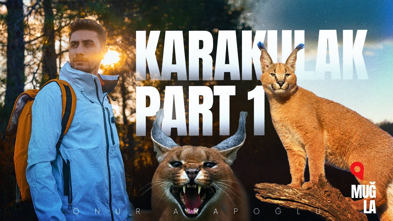 Karakulak (Caracal) | T&uuml;rkiye&rsquo;nin Vahşi Kedileri &ndash; B&ouml;l&uuml;m 1