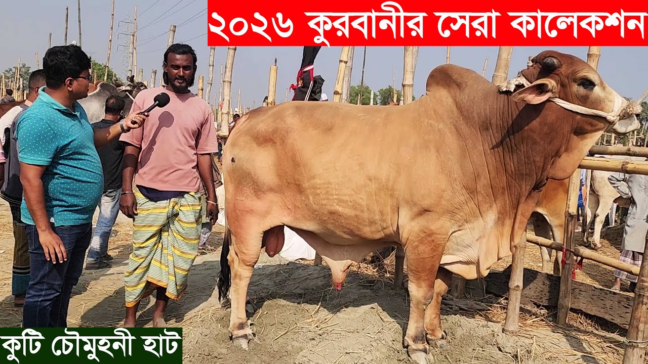 কুটি চৌমুহনী হাটে 2026 কুরবানীর সেরা কালেকশন দামেও চড়া qurbanir gorur dam 2026