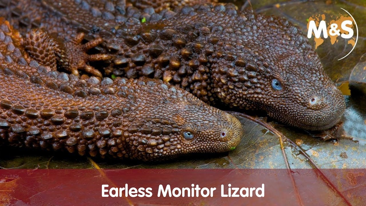 Earless Monitor Lizard | Lanthanotus borneensis