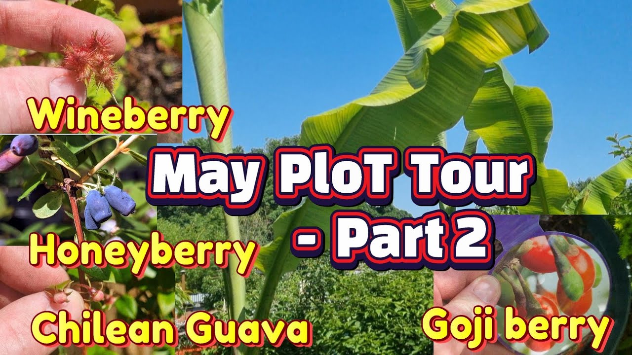 Updates on Honey berries, Chilean Guava, Japanese Wineberries and Goji Berries. Plus Apples & Pears