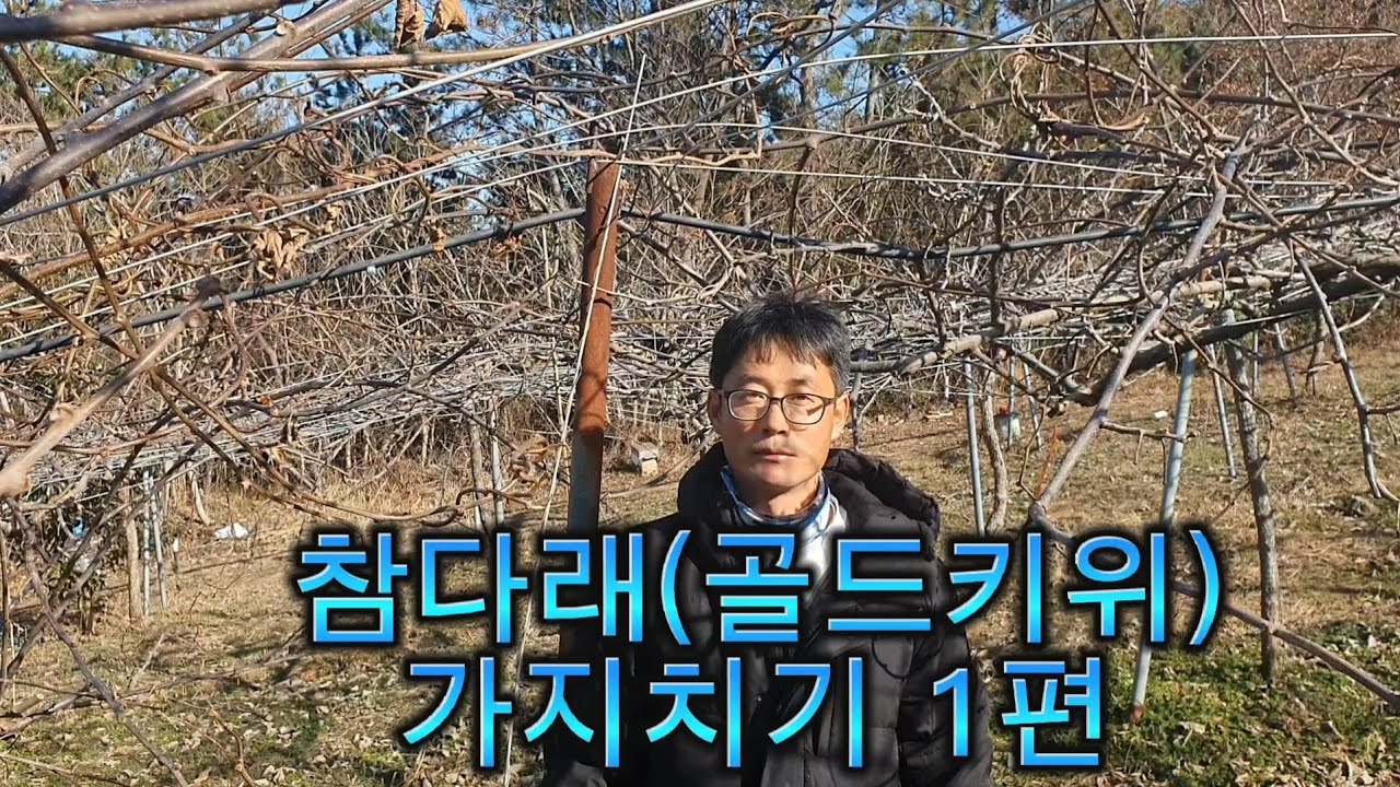 골드키위(참다래)  가지치기 1편 #골드키위 #가지치기