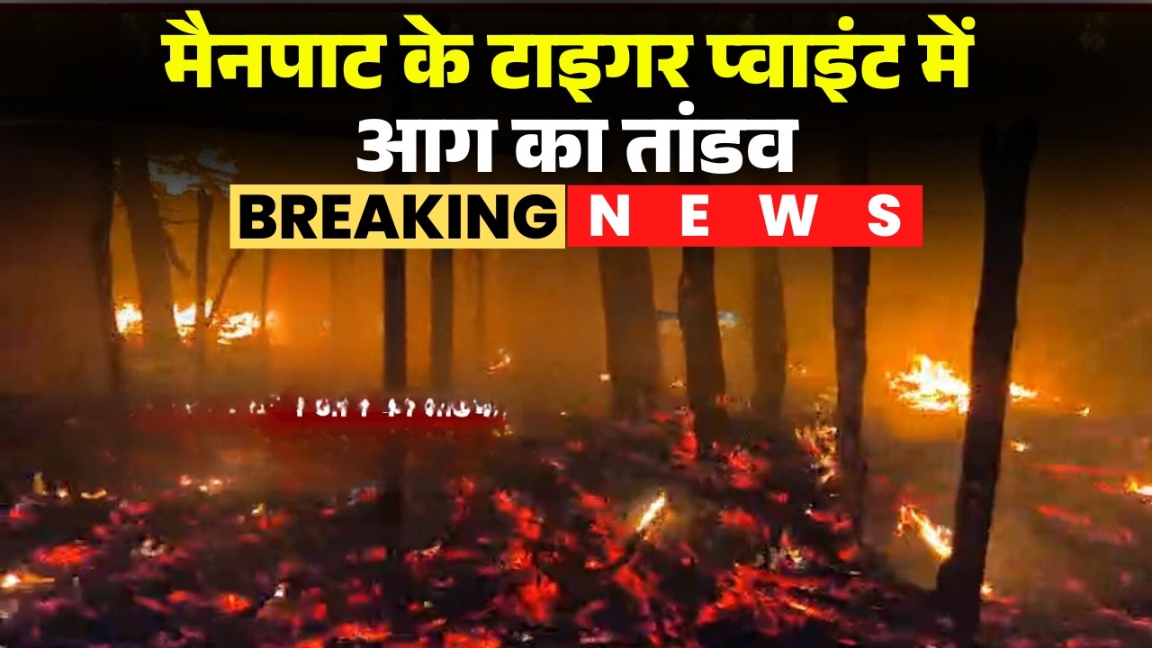 Mainpat Tiger Point Fire News: मैनपाट के टाइगर प्वाइंट में लगी भीषण आग। 8 से 10 झोपड़ियां जलकर खाक