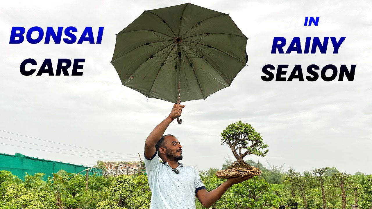 बोन्साई है तो हो जाइये सावधान 😯 बरसात में भूल के भी न करे ये गलतिया 🌧️ ☔️ Bonsai Care in Rain