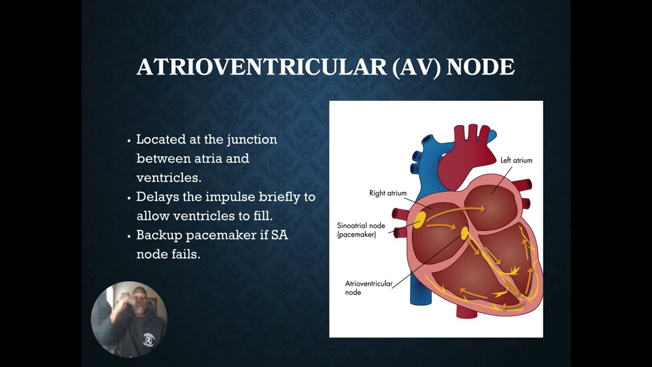 Heart Conduction Pathway in 15 Minutes | EKG Basics Made Easy