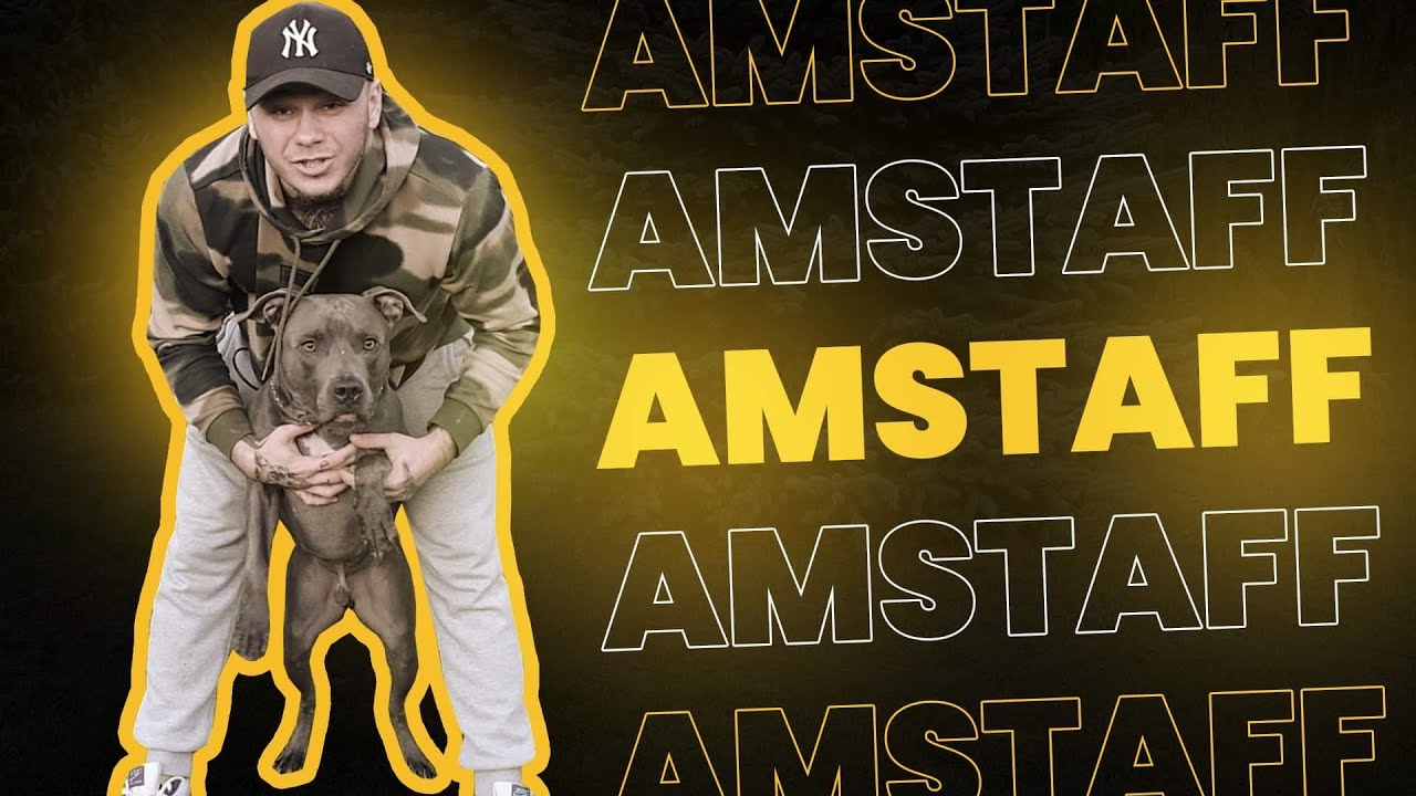 AMSTAFF - NAJGROŹNIEJSZY PIES ŚWIATA