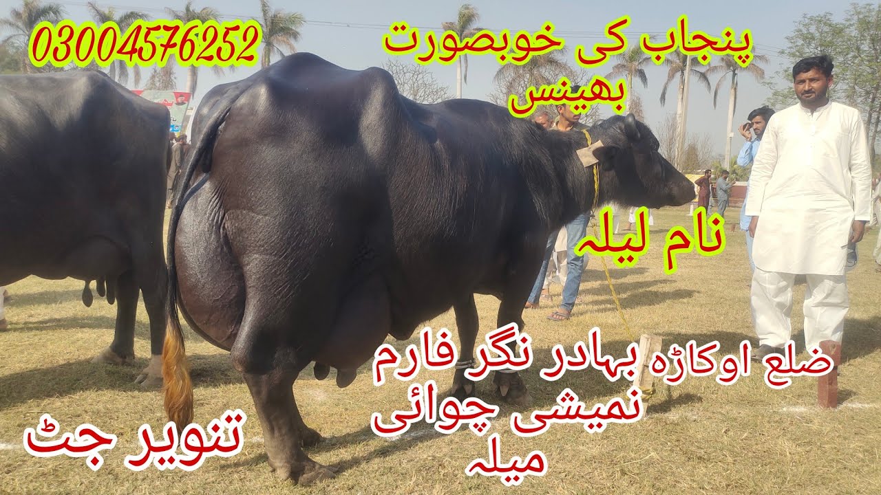Bahadur Nagar Farm Namashi Maila Rabta Number 03004576252 Okara Animal Tv 20/3/2024