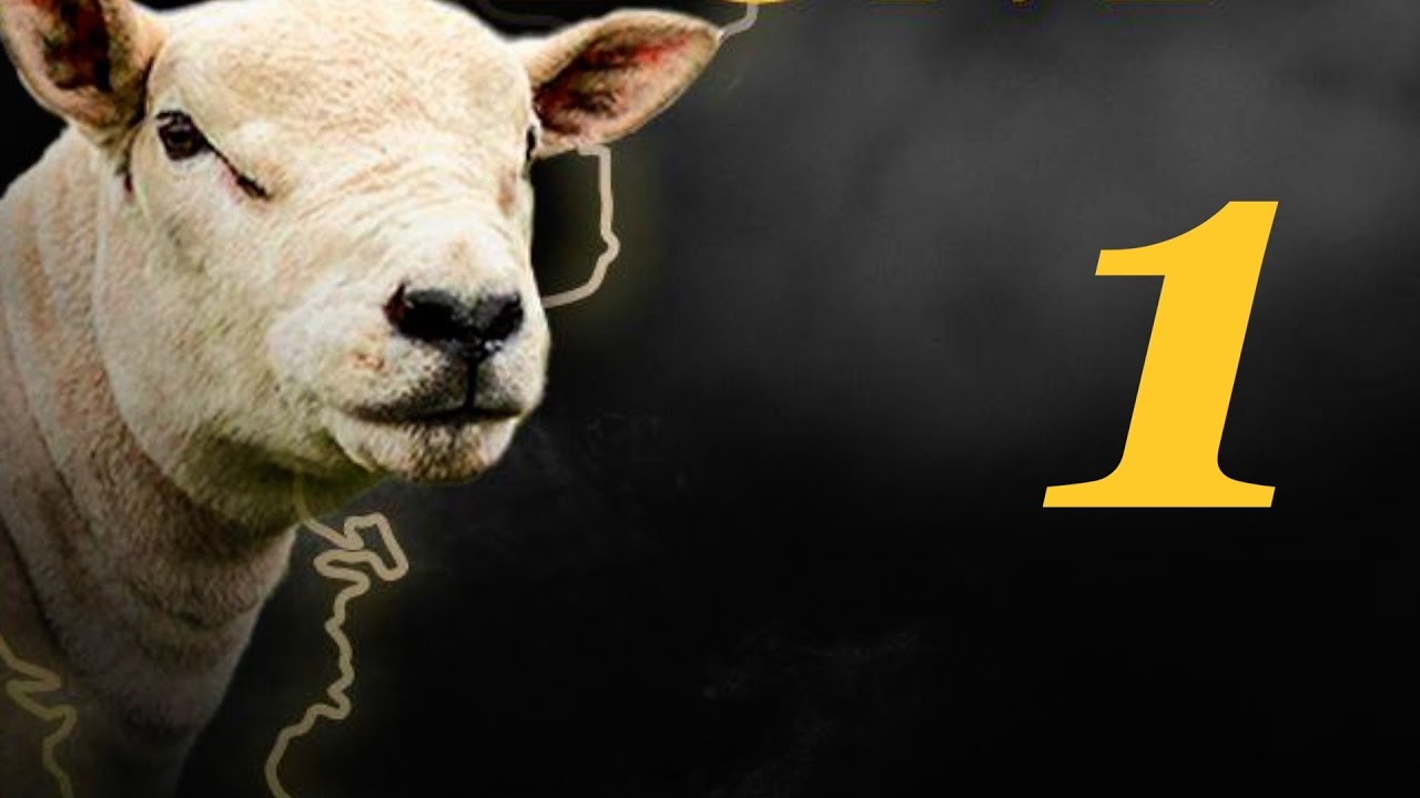 TEXEL PREMIUM INTERNACIONAL ( 1 )