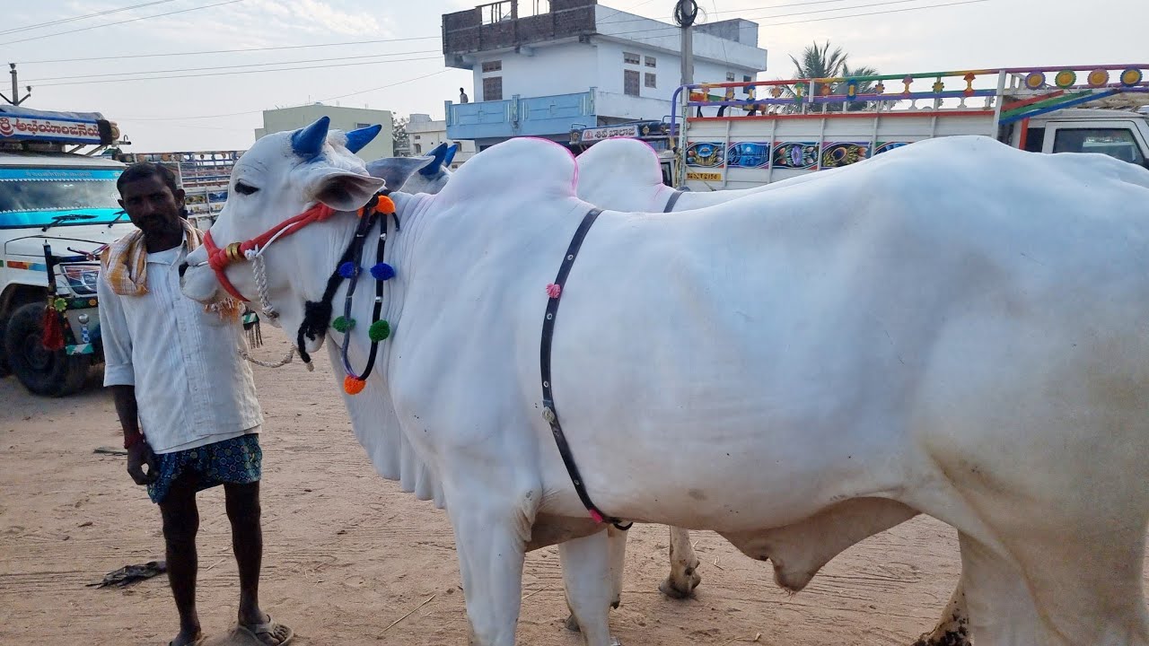 పెబ్బేరు సంతలో 6 పళ్ళ సేద్యపు గిత్తల రేట్లు-pebbair bulls market-pebbair cattle market-pebbair santa