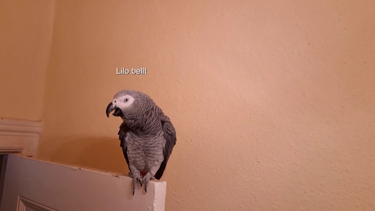 Lilo hat wieder etwas zu erzählen
