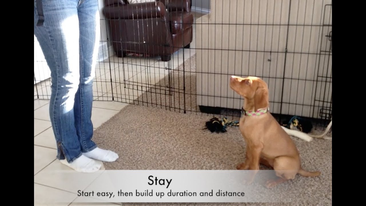 Vizsla puppy Tricks & Dog training 10 wks old