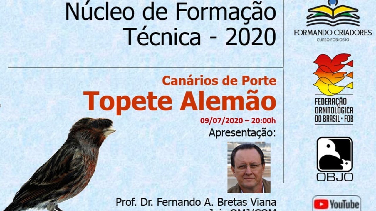 Canário de Porte TOPETE ALEMÃO