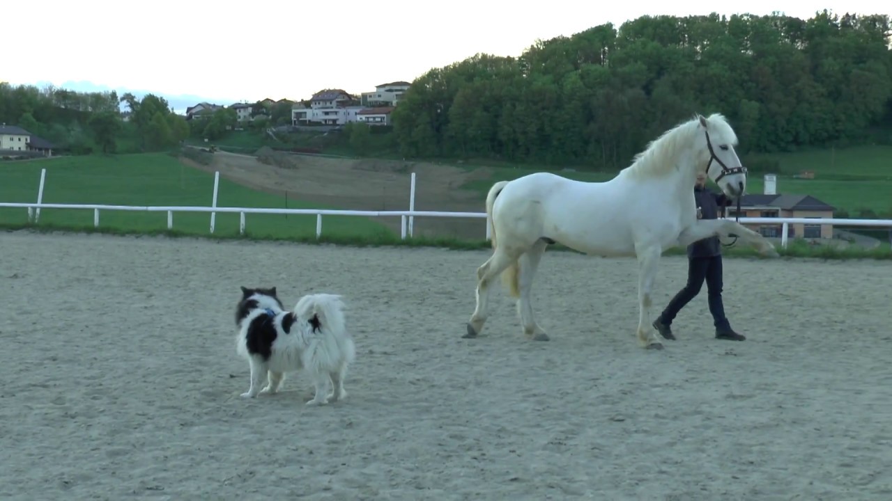 Gymnastizierende Longenarbeit am Kappzaum