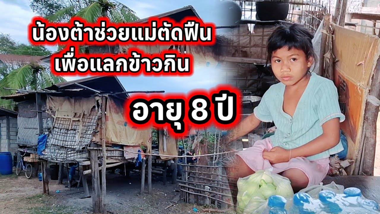 น้องต้าช่วยแม่ตัดฟืนเพื่อแลกข้าวอายุแค่ 8 ปี 😲😲😲5 มีนาคม ค.ศ. 2026