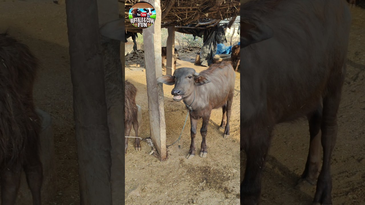Buffalo Calf Sound #buffalosound, #animalvoice, #cowsoundshorts, #shortvideosusa, #calfsound,