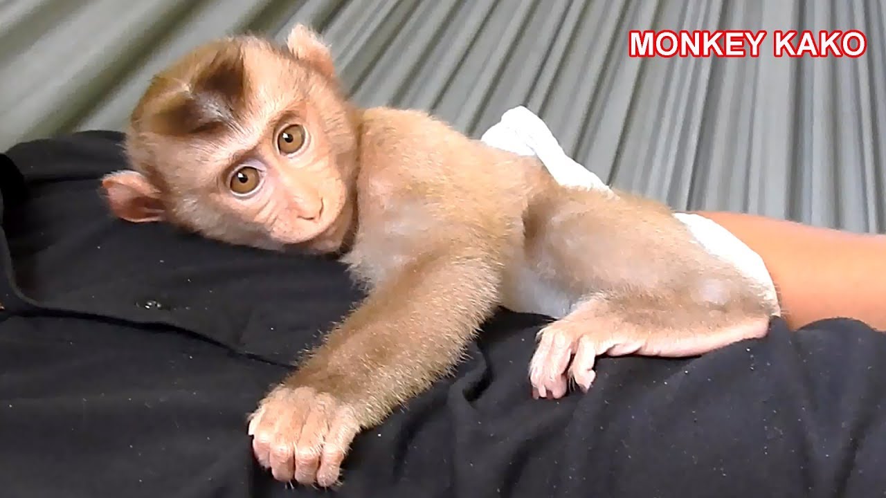 Amazing Family!! Baby Monkey KAKO Have Sweet Dream On Hammock With Daddy