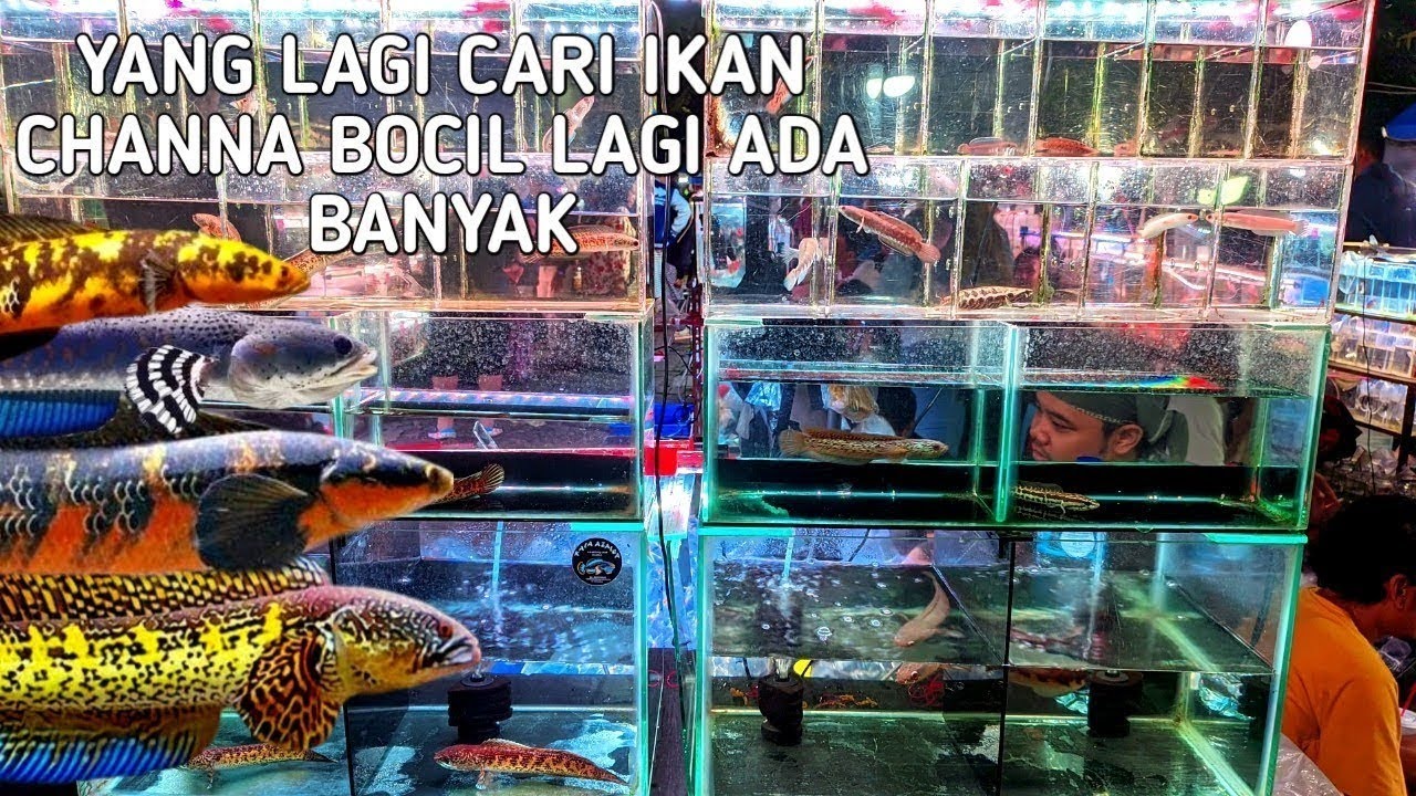 REVIEW IKAN CHANNA LAGI BANYAK PILIHAN DAN UKURAN. HARGA TERGANTUNG 