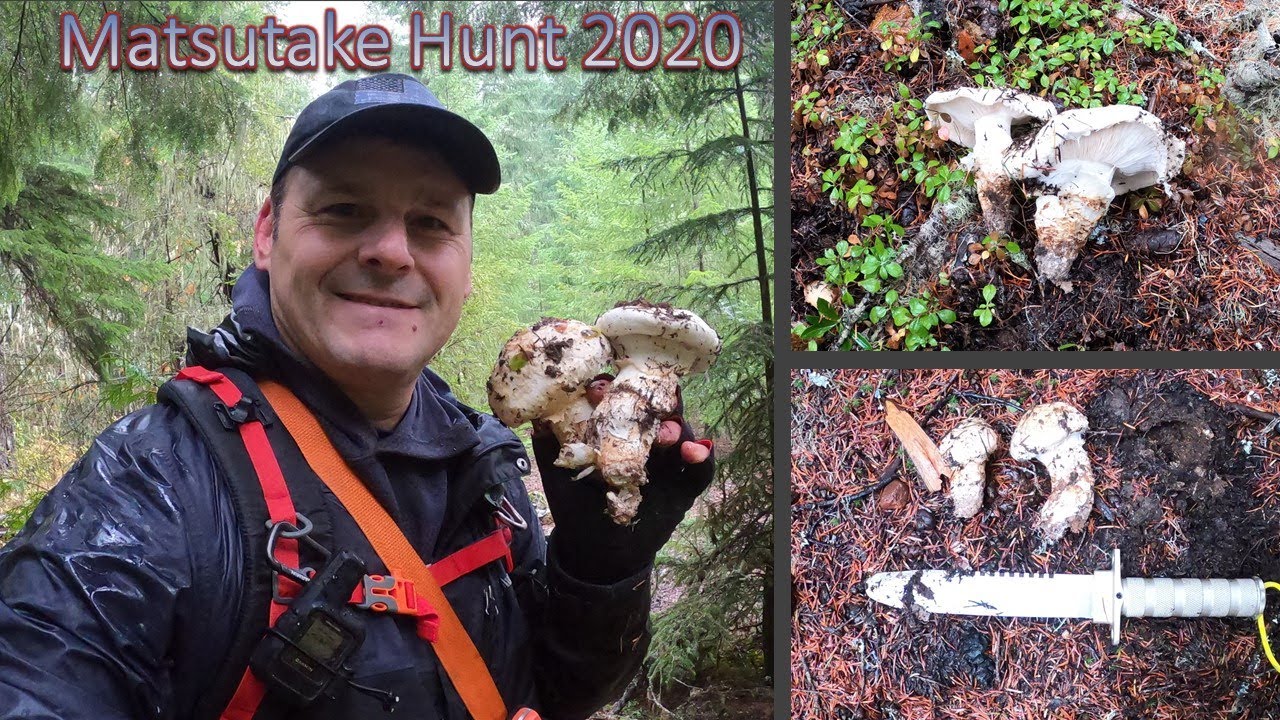 Mushroom Hunting 2020 - Episode 15 - Matsutake in the Oregon Cascades