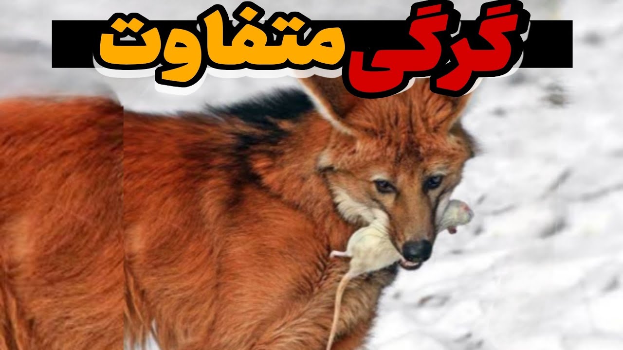گرگ یالدار، زیبا ترین و متفاوت ترین گرگی که در دنیا در حال زندگی است!