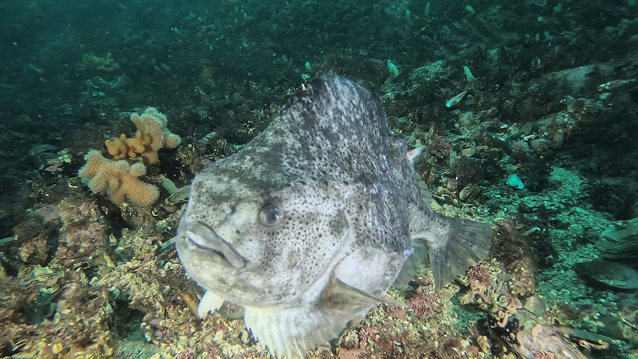 Diving in Norway, Saltstraumen Tuvsjyen 24.2-2.3.2024