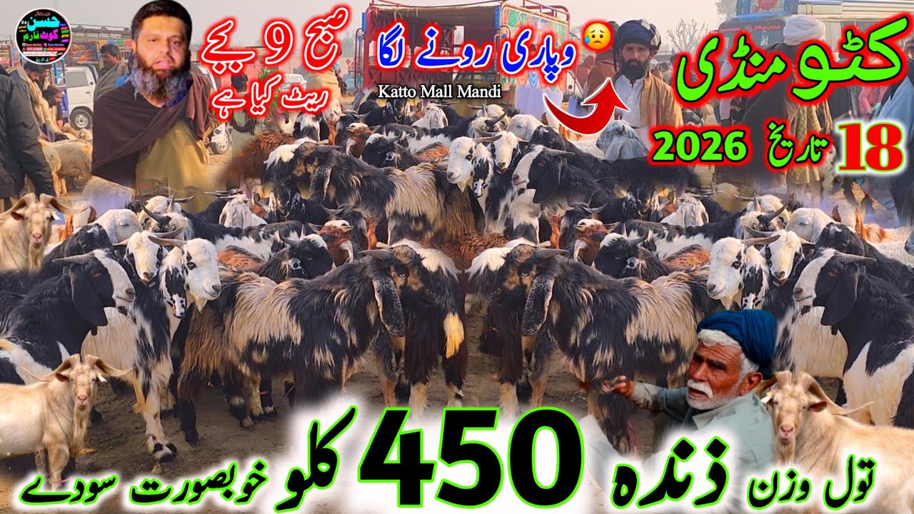18 February 2026 کاٹو مال بکرے منڈی katto mall mandi punjab pakistan update  صبح کے ٹائم ریٹ نارمل 🙄