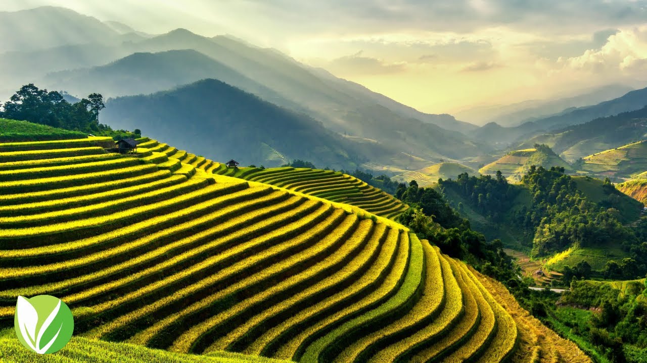 [4K] Green Rice Fields | Beautiful Piano Music For Stress Relief &bull; Deep Sleeping &bull; Meditation